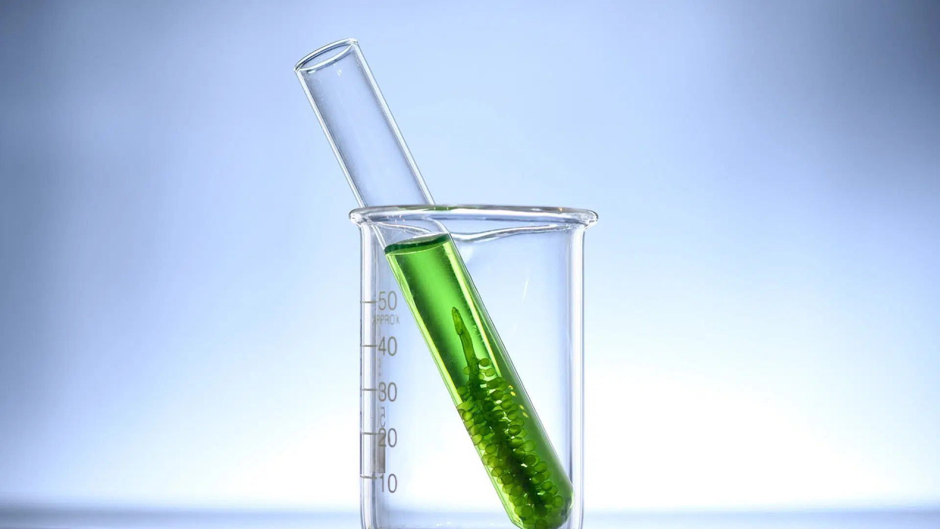 5 raisons de consommer de la spiruline