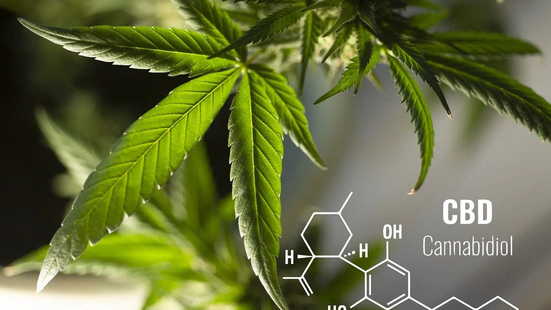 Quels sont les bienfaits de l'huile de CBD ?